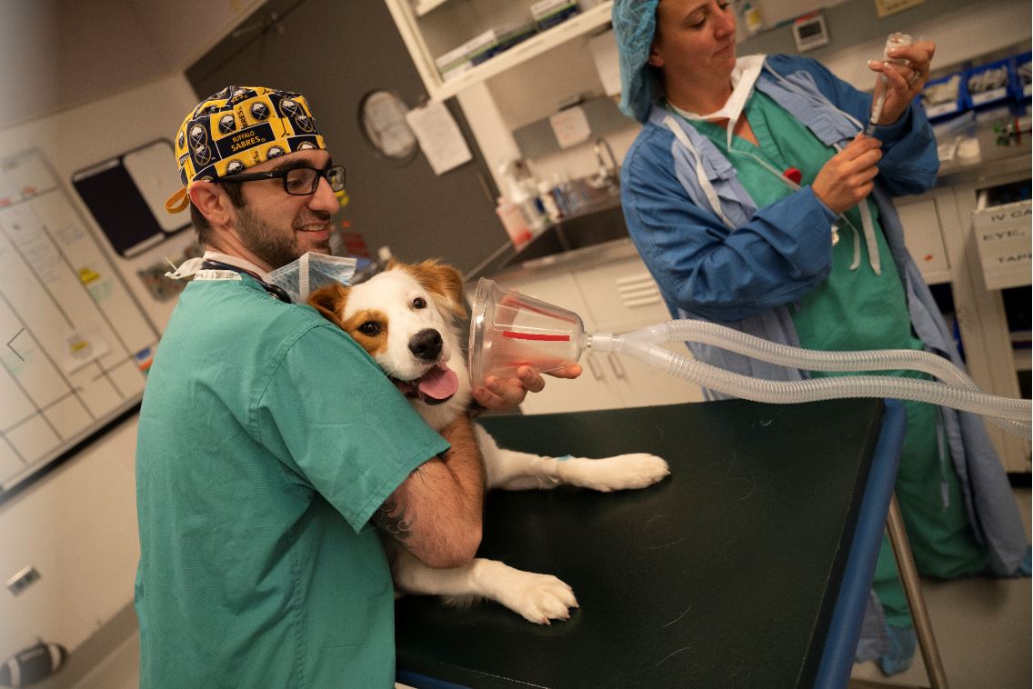 Veterinary Techs In Training Benefit From Cornells Unique Caseload Cornell University College